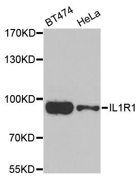 Western blot - IL1R1 antibody (144-05727)