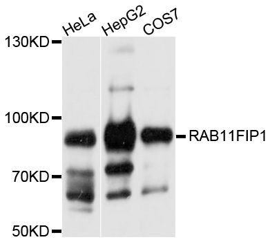 Western blot - RAB11FIP1 antibody (144-09215)