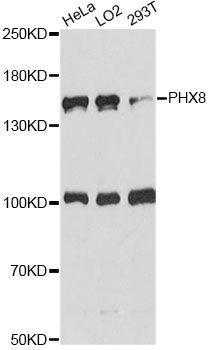 Western blot - DHX8 antibody (144-60765)