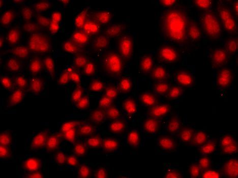 Immunofluorescence - TEAD3 Polyclonal Antibody (144-07454)