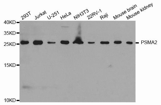 Western blot - PSMA2 antibody (144-60379)