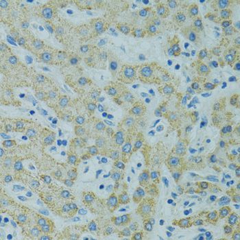 Immunohistochemistry - STX1A antibody (144-05570)