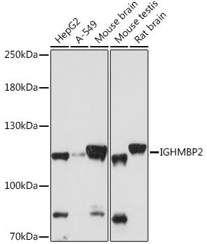 Western blot