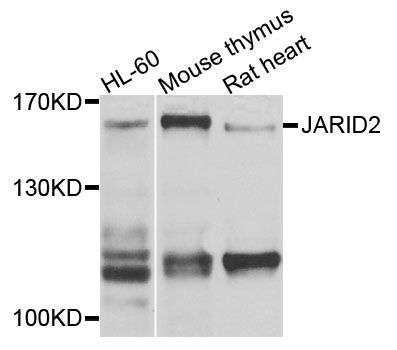Western blot - JARID2 antibody (144-09823)