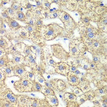 Immunohistochemistry - GLUD2 antibody (144-06604)