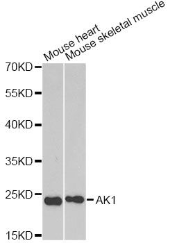 Western blot - AK1 Polyclonal Antibody (144-603440)