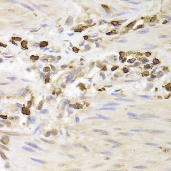 Immunohistochemistry - LSP1 Antibody (144-05617)