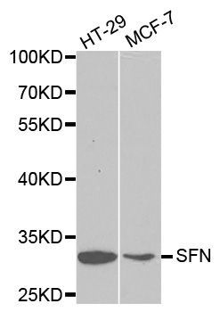 Western blot - SFN Polyclonal Antibody (144-01026)