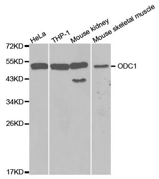 Western blot - ODC1 antibody (144-01948)