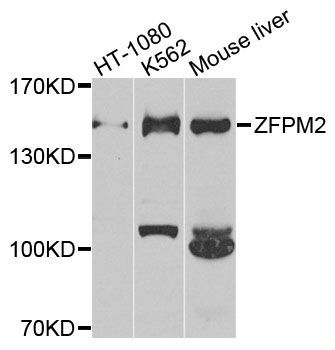Western blot - ZFPM2 antibody (144-09868)