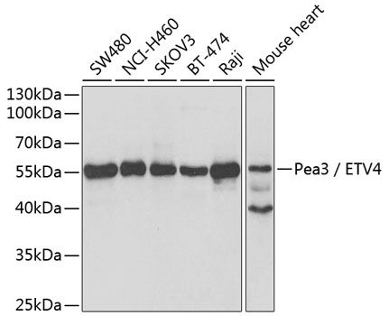 Western blot
