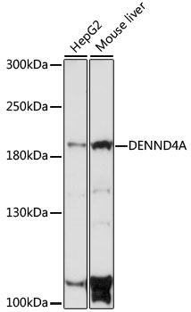 Western blot