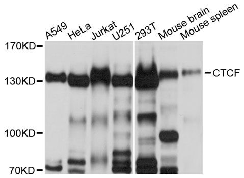 Western blot - CTCF Polyclonal Antibody (144-60257)