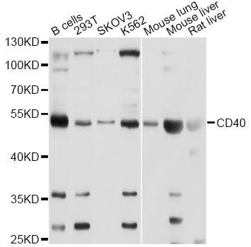 Western blot - CD40 Polyclonal Antibody (144-00218)