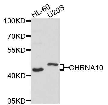 Western blot - CHRNA10 antibody (144-03042)
