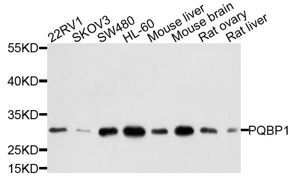 Western blot - PQBP1 Polyclonal Antibody (144-04369)