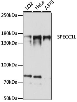 Western blot - SPECC1L antibody (144-015798)