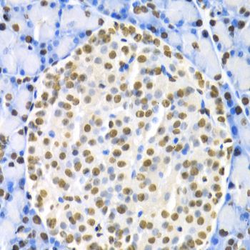 Immunohistochemistry - HNF4A Antibody (144-02085)