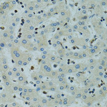 Immunohistochemistry - AHR antibody (144-01451)