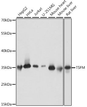 Western blot