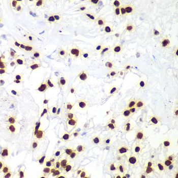 Immunohistochemistry - HIST3H3 antibody (144-61338)