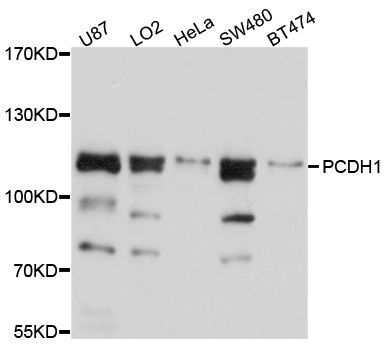 Western blot - PCDH1 Polyclonal Antibody (144-010234)