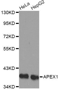 Western blot - APEX1 antibody (144-01117)