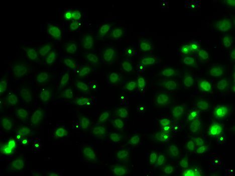 Immunofluorescence - NGFRAP1 antibody (144-07296)