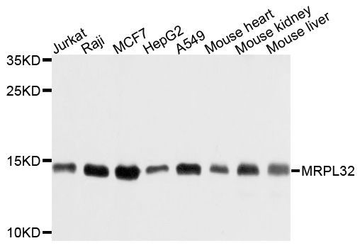 Western blot - MRPL32 Polyclonal Antibody (144-010016)