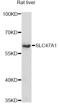 Western blot - SLC47A1 antibody (144-014559)