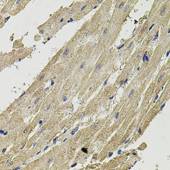 Immunohistochemistry - SMN2 antibody (144-12508)