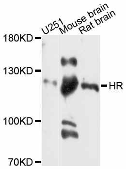 Western blot - HR antibody (144-11996)