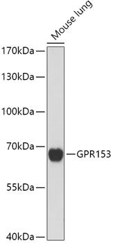 Western blot