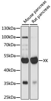 Western blot - XK antibody (144-60918)