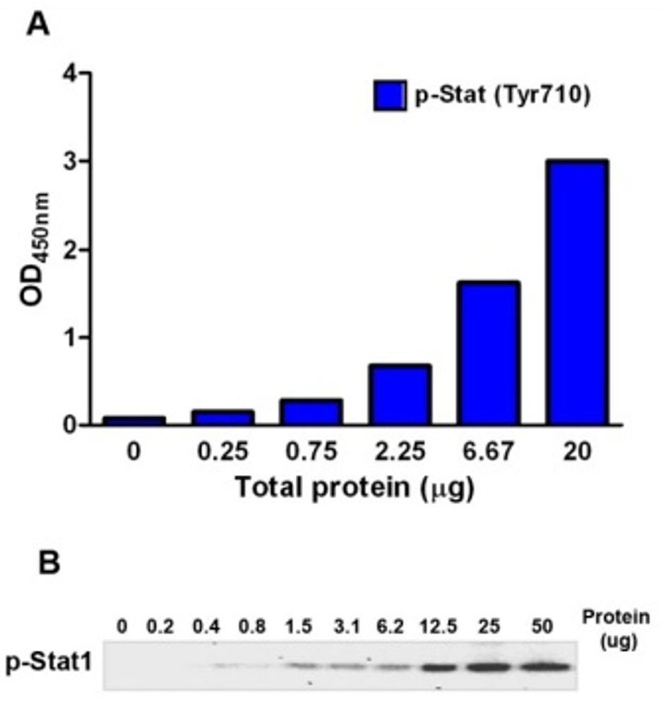 Phospho-ELISA kit STAT1 sensitivity comparison