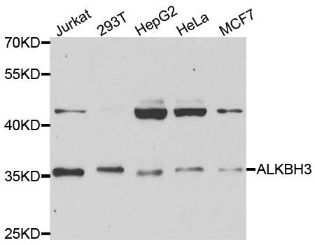 Western blot - ALKBH3 antibody (144-05808)
