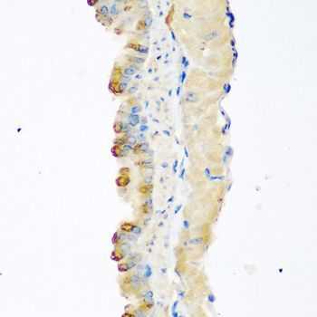 Immunohistochemistry - MSTN antibody (144-06913)