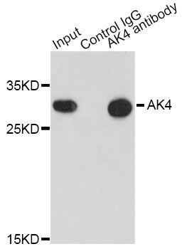 Immunoprecipitation - AK4 Polyclonal Antibody (144-603441)