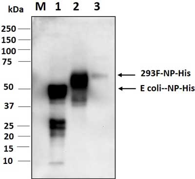 Western blot analysis for 130-10822