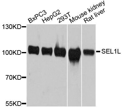 Western blot - SEL1L antibody (144-012073)