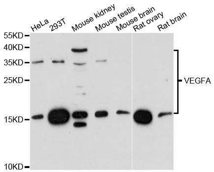 Western blot - VEGFA Polyclonal Antibody (144-00280)