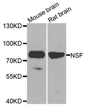 Western blot - NSF Polyclonal Antibody (144-00926)