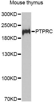 Western blot - PTPRC antibody (144-02115)