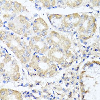 Immunohistochemistry - OPA3 antibody (144-07997)