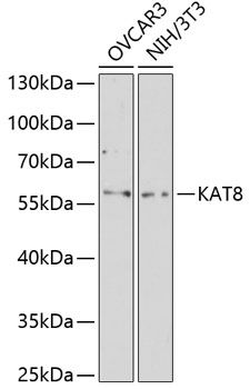 Western blot