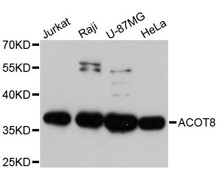 Western blot - ACOT8 antibody (144-60168)