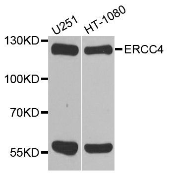 Western blot - ERCC4 antibody (144-08119)