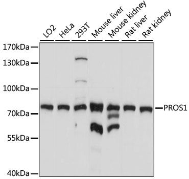 Western blot - PROS1 antibody (144-61294)