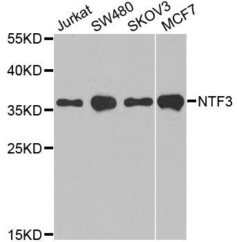 Western blot - NTF3 antibody (144-012476)