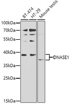 Western blot